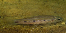 Image of Enteromius sublineatus 