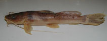 Image of Bagrus ubangensis 