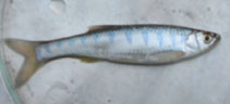 Image of Barilius vagra 