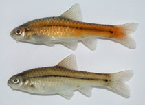 Image of Enteromius viviparus (Bowstripe barb)