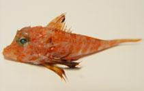 Image of Bellator brachychir (Shortfin searobin)