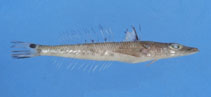 Image of Bembrops caudimacula 