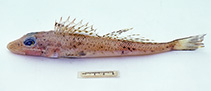 Image of Bembras macrolepis (Bigscale flathead)