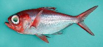 Image of Beryx splendens (Splendid alfonsino)