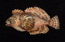 Image of Blepsias bilobus (Crested sculpin)