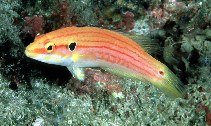 Image of Bodianus bimaculatus (Twospot hogfish)