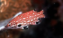 Image of Bodianus dictynna (Redfin hogfish)