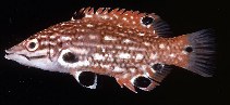 Image of Bodianus dictynna (Redfin hogfish)