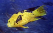 Image of Bodianus eclancheri (Harlequin wrasse)