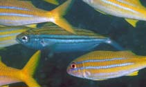 Image of Boops lineatus (Striped boga)