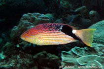 Image of Bodianus loxozonus (Blackfin hogfish)