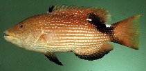 Image of Bodianus loxozonus (Blackfin hogfish)