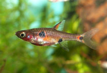 Image of Boraras maculatus (Dwarf rasbora)