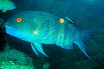 Image of Bodianus macrognathos (Giant hogfish)