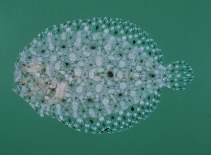 Image of Bothus mancus (Flowery flounder)