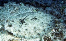 Image of Bothus mancus (Flowery flounder)