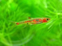 Image of Boraras merah 