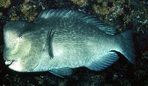 Image of Bolbometopon muricatum (Green humphead parrotfish)