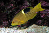 Image of Bodianus perditio (Golden-spot hogfish)