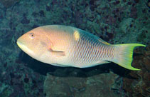 Image of Bodianus perditio (Golden-spot hogfish)