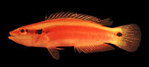 Image of Bodianus sanguineus (Sunrise wrasse)