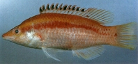 Image of Bodianus thoracotaeniatus 