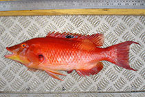 Image of Bodianus unimaculatus (Red pigfish)