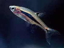 Image of Boraras urophthalmoides (Least rasbora)