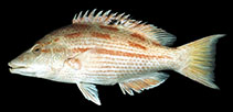 Image of Bodianus bathycapros 