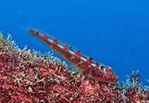 Image of Bryaninops amplus (Large whip goby)