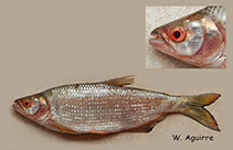 Image of Brycon atrocaudatus 