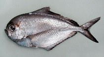 Image of Brama dussumieri (Lesser bream)