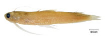 Image of Bregmaceros cantori (Striped codlet)