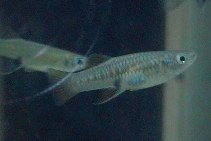 Image of Brachyrhaphis episcopi (Bishop toothcarp)