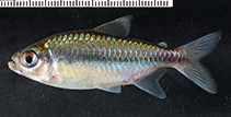 Image of Brachypetersius gabonensis 