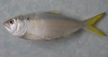 Image of Brevoortia gunteri (Finescale menhaden)