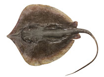 Image of Brevitrygon heterura (Dwarf whipray)