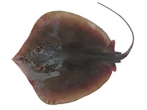 Image of Brevitrygon heterura (Dwarf whipray)