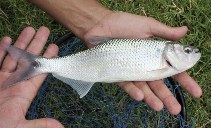 Image of Brycon insignis (Tiete tetra)