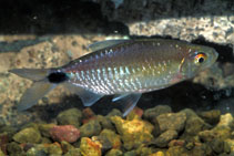 Image of Bryconalestes longipinnis (Longfin tetra)