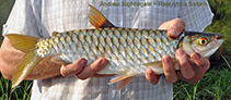 Image of Brycinus macrolepidotus (True big-scale tetra)