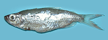 Image of Brycinus nurse (Nurse tetra)