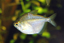 Image of Brachychalcinus orbicularis (Discus tetra)