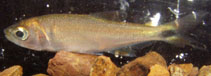 Image of Brycon petrosus 