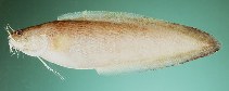 Image of Brotula townsendi (Townsend\