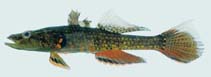 Image of Butis amboinensis (Olive flathead-gudgeon)