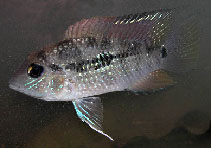 Image of Bujurquina eurhinus 