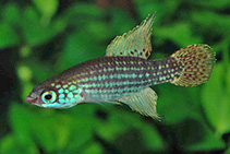 Image of Campellolebias brucei (Swordfin killifish)