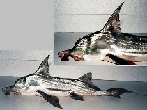 Image of Callorhinchus callorynchus (Plownose chimaera)