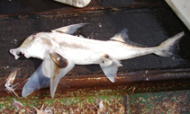 Image of Callorhinchus capensis (Cape elephantfish)